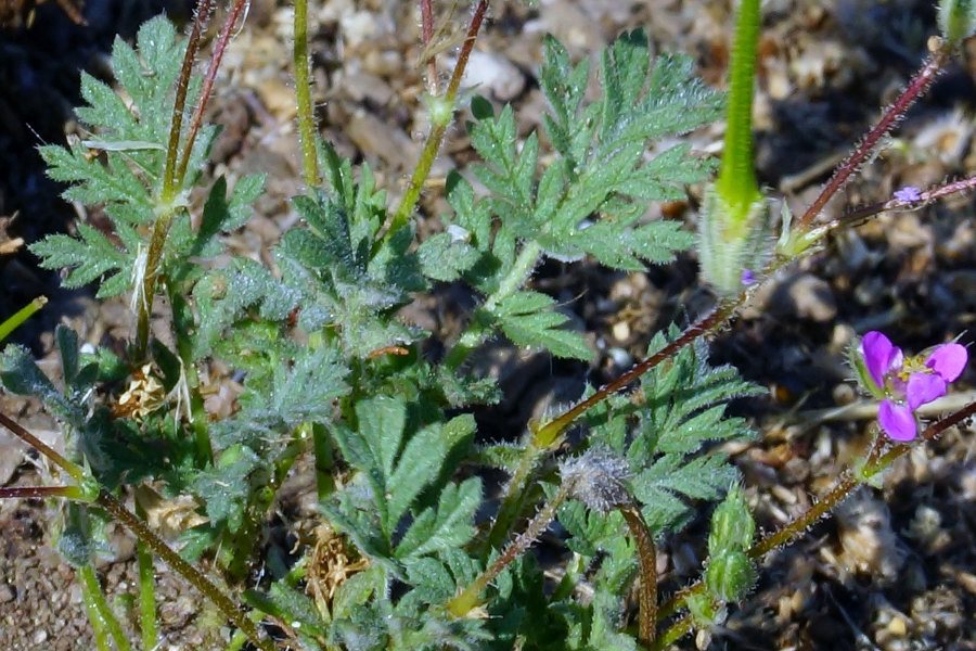 Erodium sp. (Geraniaceae)